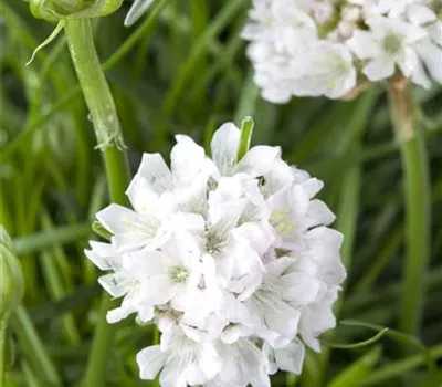 Armeria maritima, weiß