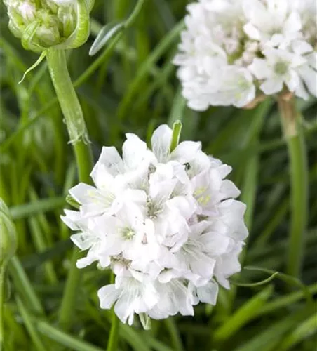 Armeria maritima, weiß