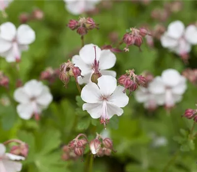 Geranium x cantabrigiense 'Biokovo'