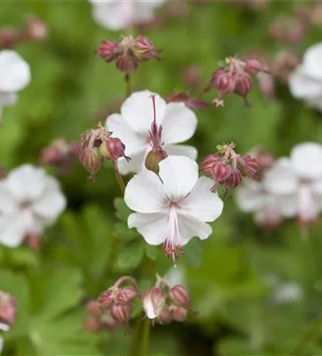 Geranium x cantabrigiense 'Biokovo'