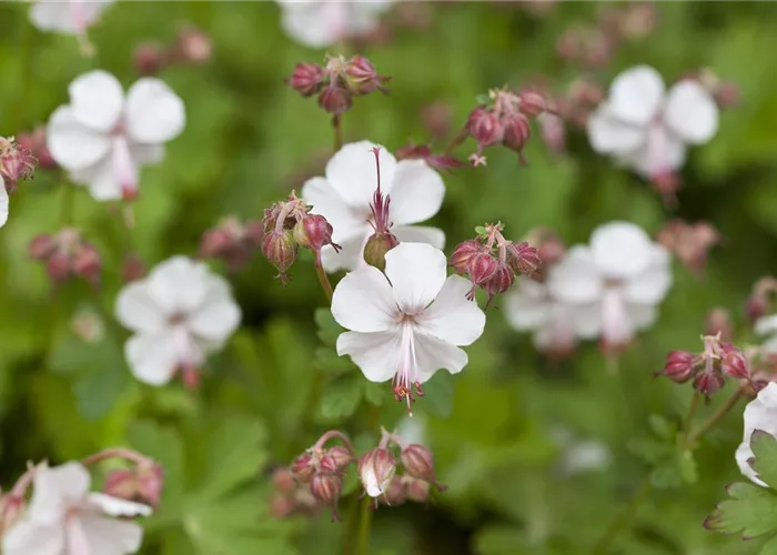 Geranium x cantabrigiense 'Biokovo'