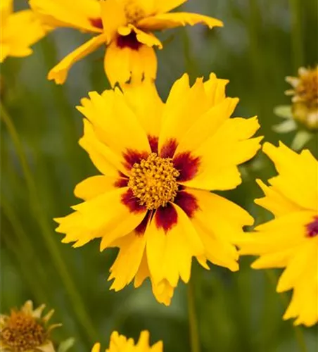 Coreopsis lanceolata 'Sterntaler'
