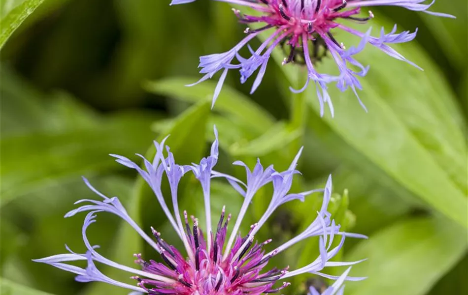 Centaurea montana