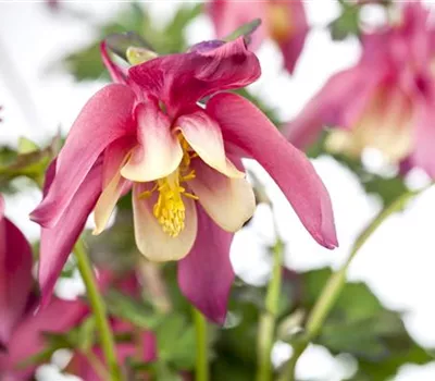 Aquilegia caerulea 'Crimson Star'