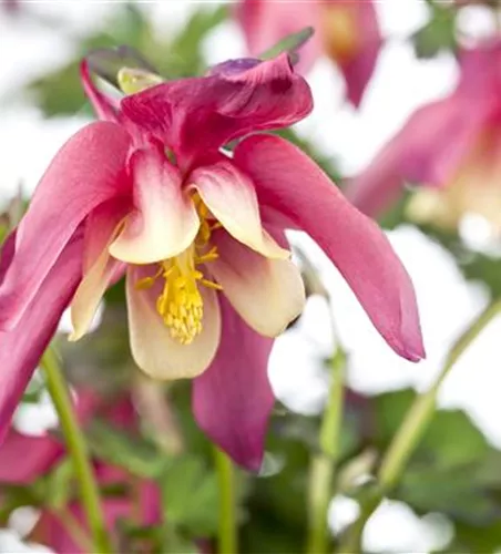 Aquilegia caerulea 'Crimson Star'