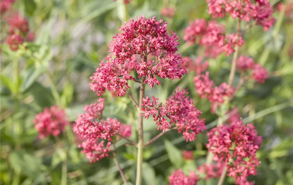 Centranthus ruber