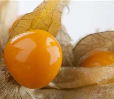 Physalis peruviana 'Goldvital'