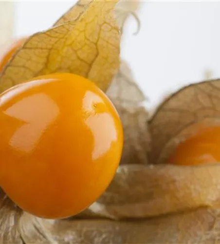 Physalis peruviana 'Goldvital'
