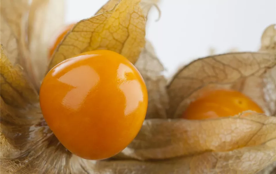 Physalis peruviana 'Goldvital'