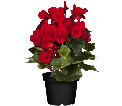 Begonia elatior, rot Begonia elatior, rot