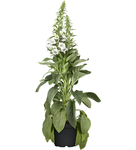 Digitalis purpurea 'Alba'