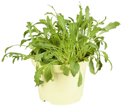 Diplotaxis tenuifolia