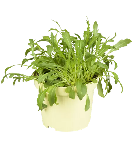 Diplotaxis tenuifolia
