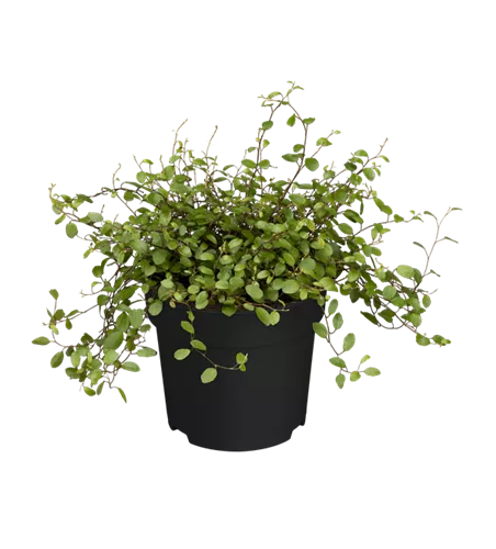 Muehlenbeckia complexa