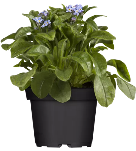 Myosotis sylvatica, blau