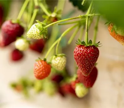 Fragaria x ananassa 'Elan'