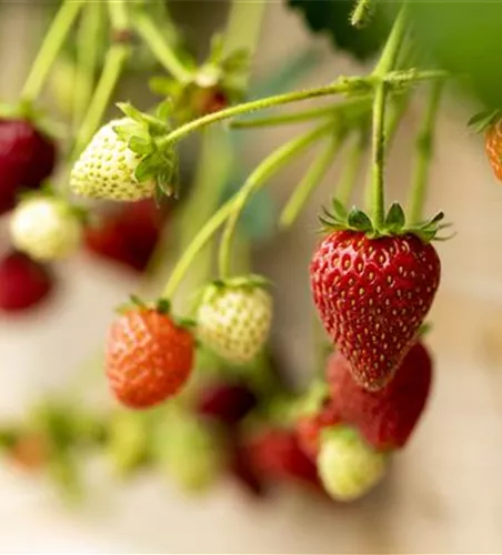 Fragaria x ananassa 'Elan'