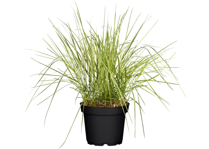 Calamagrostis x acutiflora 'Overdam'