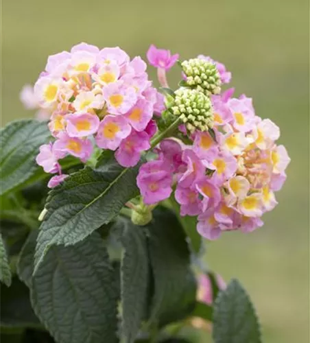 Lantana camara, rosa