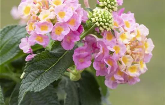 Lantana camara, rosa