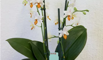 1A Garten Ammer