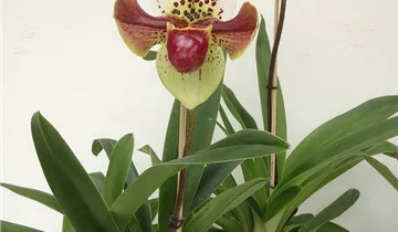 1A Garten Ammer