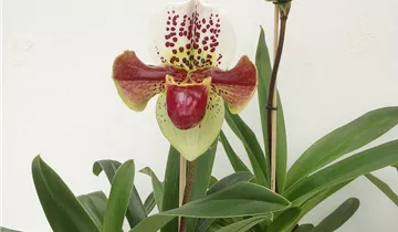 1A Garten Ammer