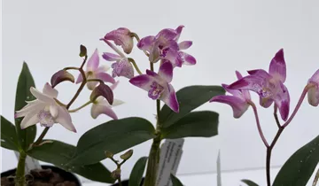 1A Garten Ammer