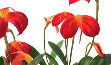 1A Garten Ammer