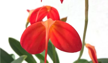 1A Garten Ammer