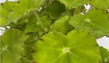 1A Garten Ammer