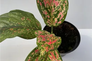 Aglaonema Venus