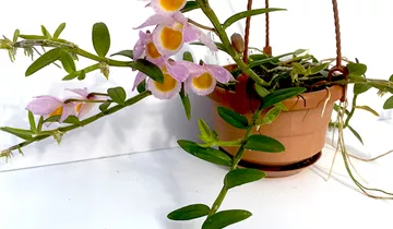 1A Garten Ammer