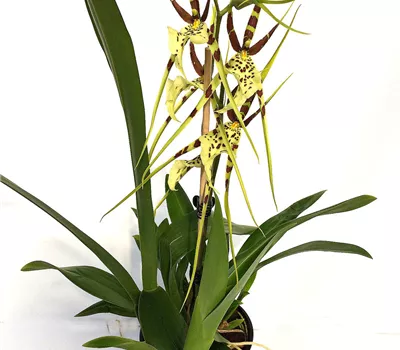 Brassia 'Tosca' Brassia 'Tosca'