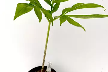 Amorphophallus mossambicensis