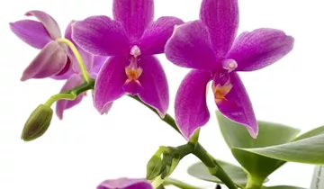 1A Garten Ammer