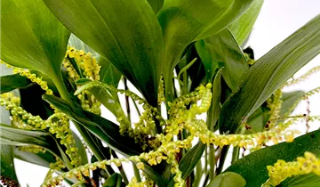 1A Garten Ammer