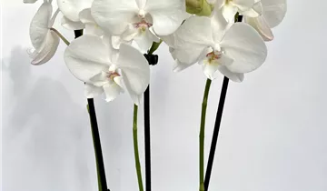 1A Garten Ammer