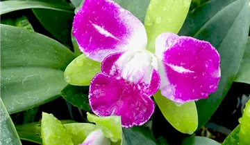 1A Garten Ammer