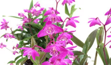1A Garten Ammer
