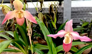 1A Garten Ammer