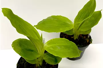 Anguloa eburnensis