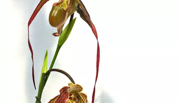 1A Garten Ammer