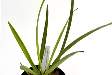 Arpophyllum spicatum
