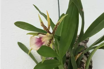 Aspasia lunata