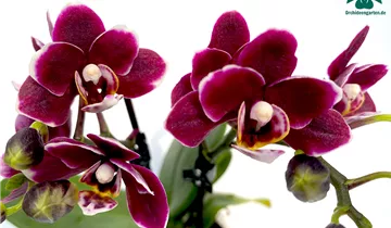 1A Garten Ammer