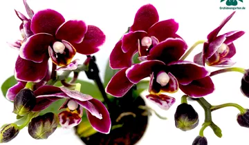 1A Garten Ammer