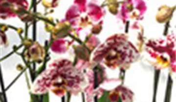 1A Garten Ammer