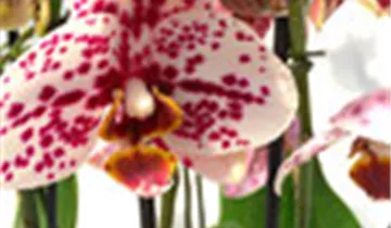 1A Garten Ammer