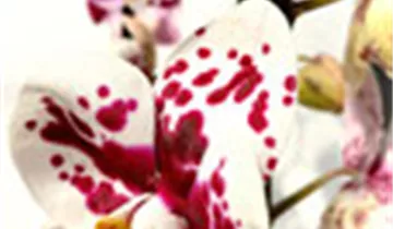 1A Garten Ammer